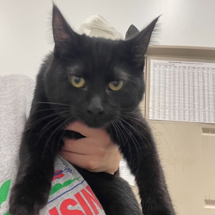 "Anastasia" - Adoption Hold!