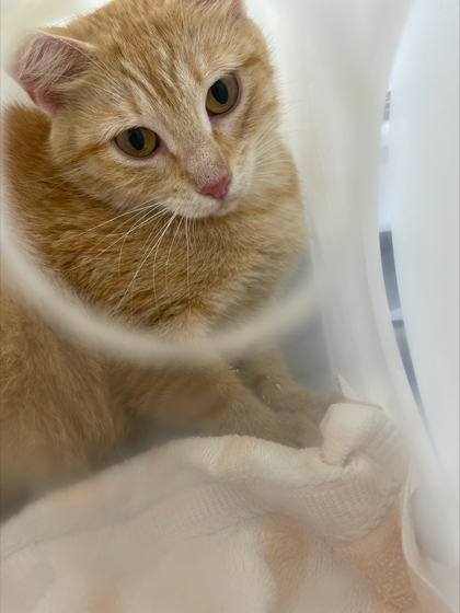 Caramel