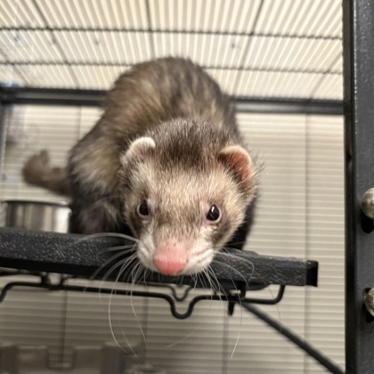 Gilbert