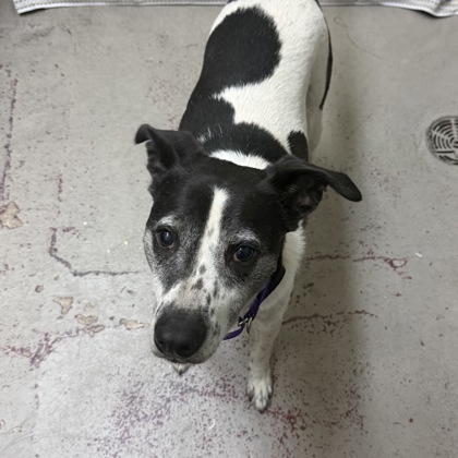 Oreo
