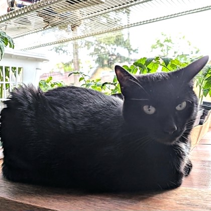 Maleficent
