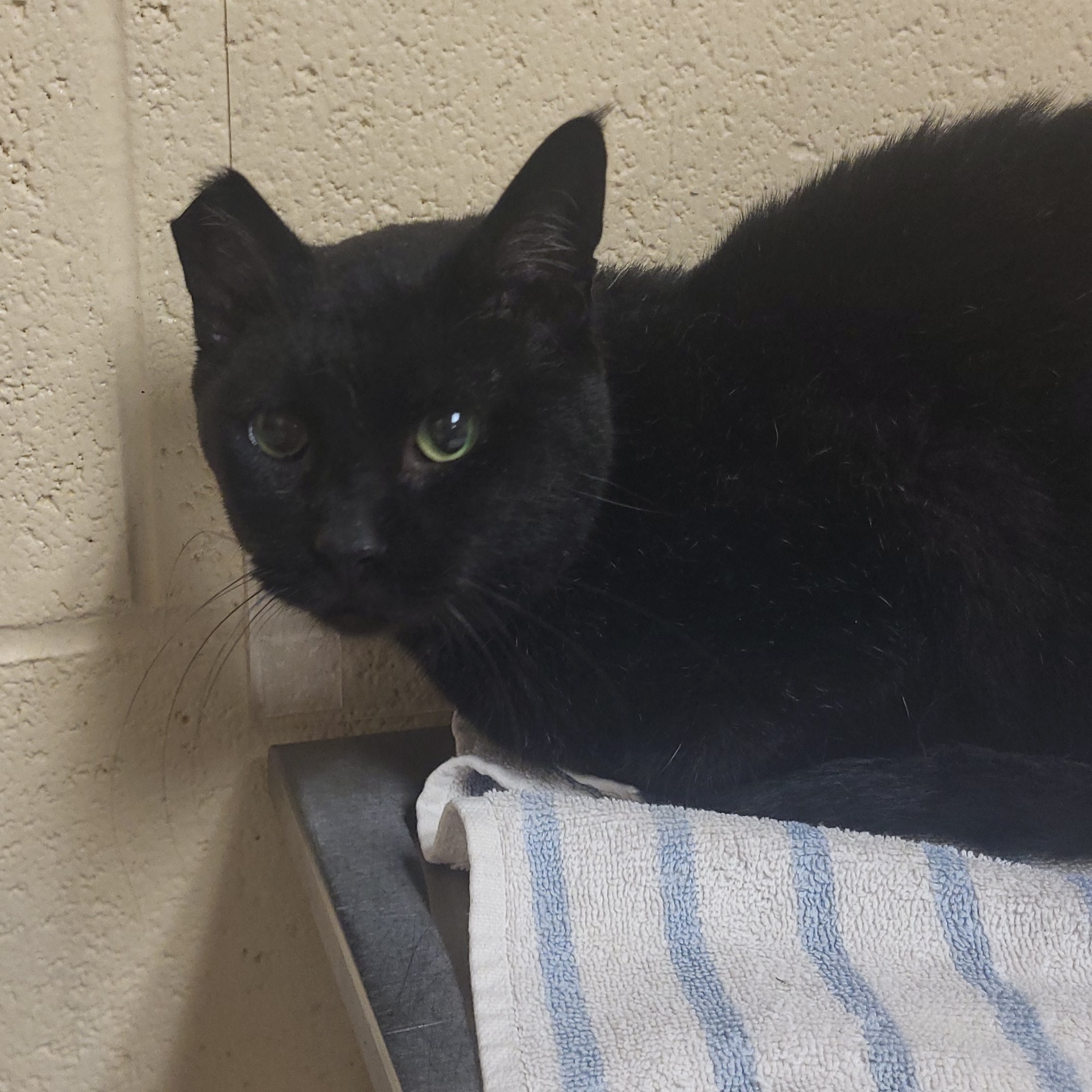 "Grandpa Gus" - Adoption Hold!