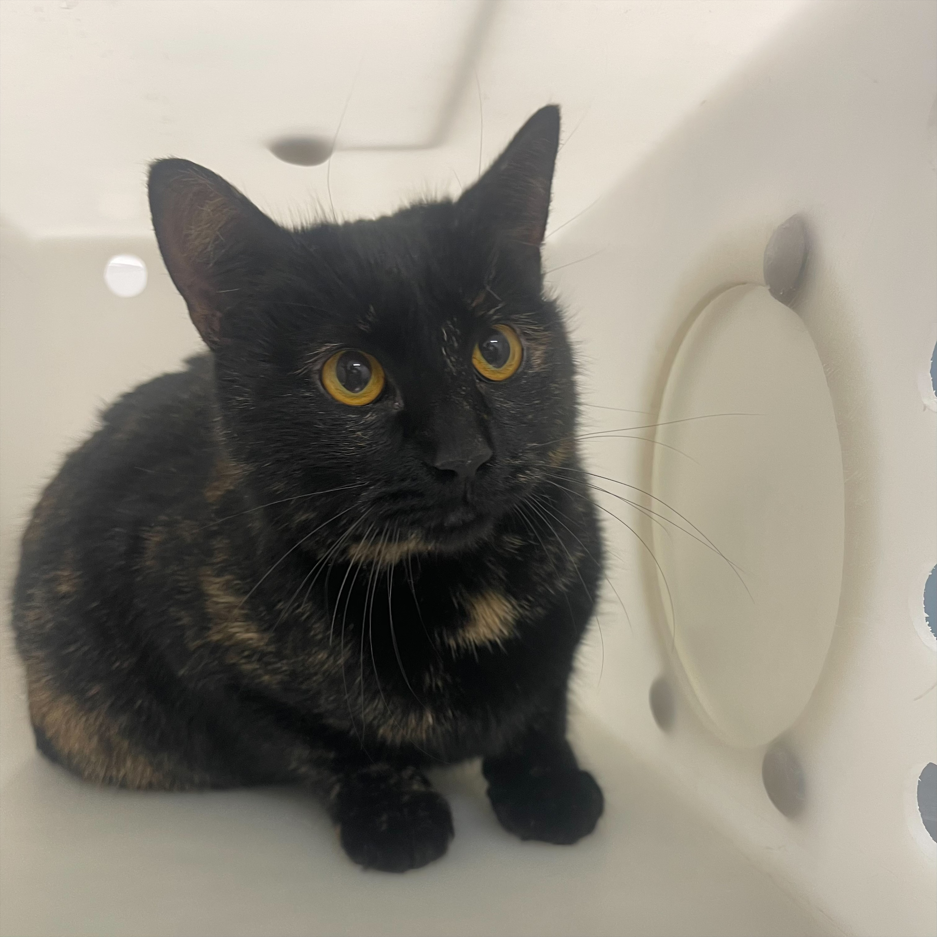 "Jingle Bells" -Adoption Hold!