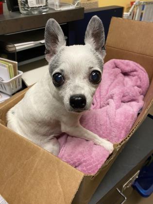 "Fuchsia"- Adoption Hold