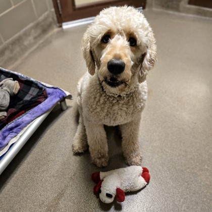 Jasper -Volunteer Pick!