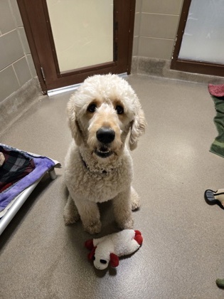 Jasper -Volunteer Pick!