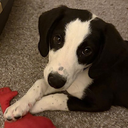 Walnut - Available Sat. Apr. 11 @ 10am