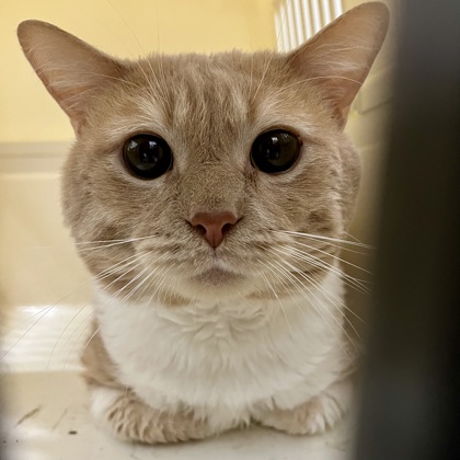 Puss
