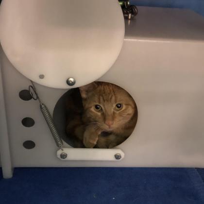 Gingi