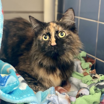 Cat for adoption - Kittens are at PetSmart!!, a Domestic Long Hair &  Domestic Short Hair Mix in Norman, OK