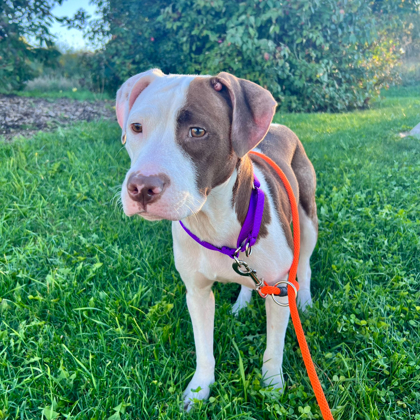 Coco