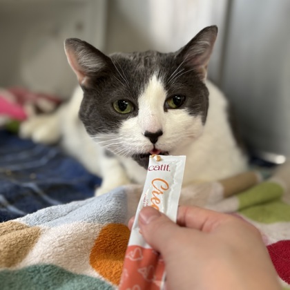 "Baja Blast" - Adoption Hold!