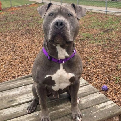 Capone
