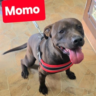 Momo