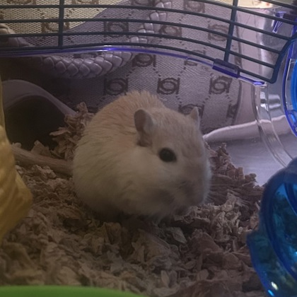 Muffin - Required Pair!