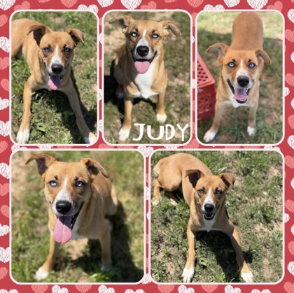 Judy