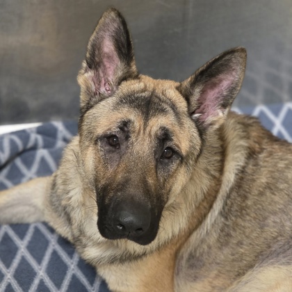 Kaiser