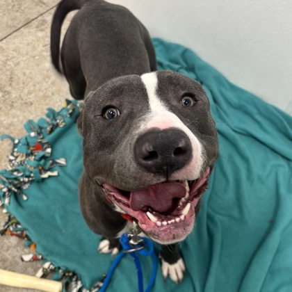 Pirate - Benchwarmer!