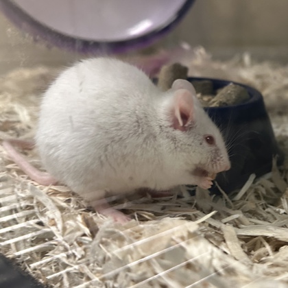 Kenneth AKA Mama mouse