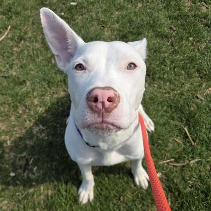 Casper - Staff Pick!