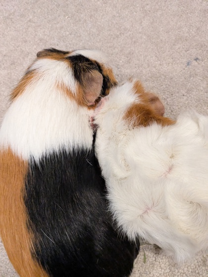 Bathilda - Required Pair!