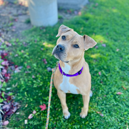 Maisy