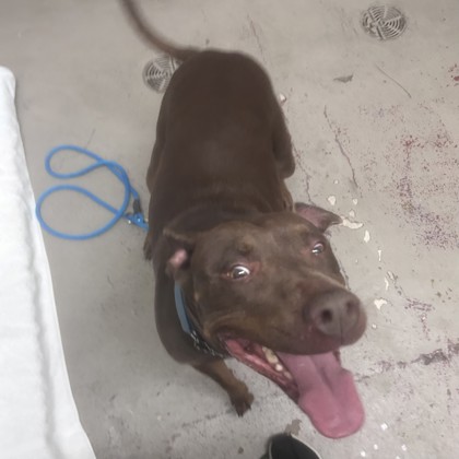 Ginger - Benchwarmer!