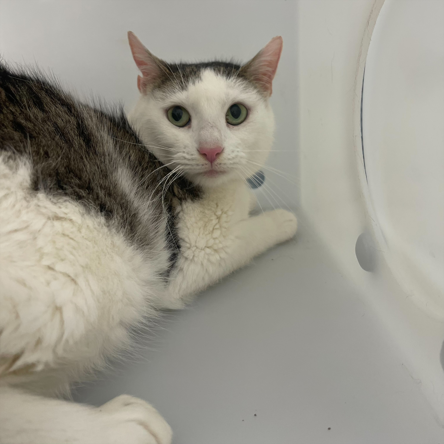 "Bumbly Bear" - Adoption Hold!