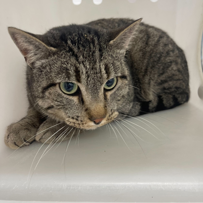 "Emmett" - Adoption Hold!