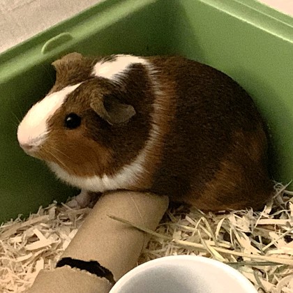 Nugget - Required Couple