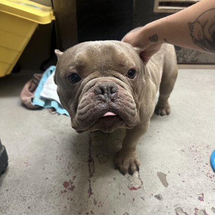 Peanut