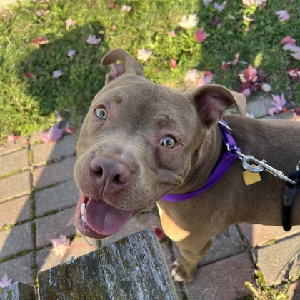 Brutus - Video, Volunteer Pick & Benchwarmer!