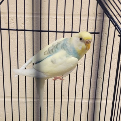 "Big Beautiful Budgie"