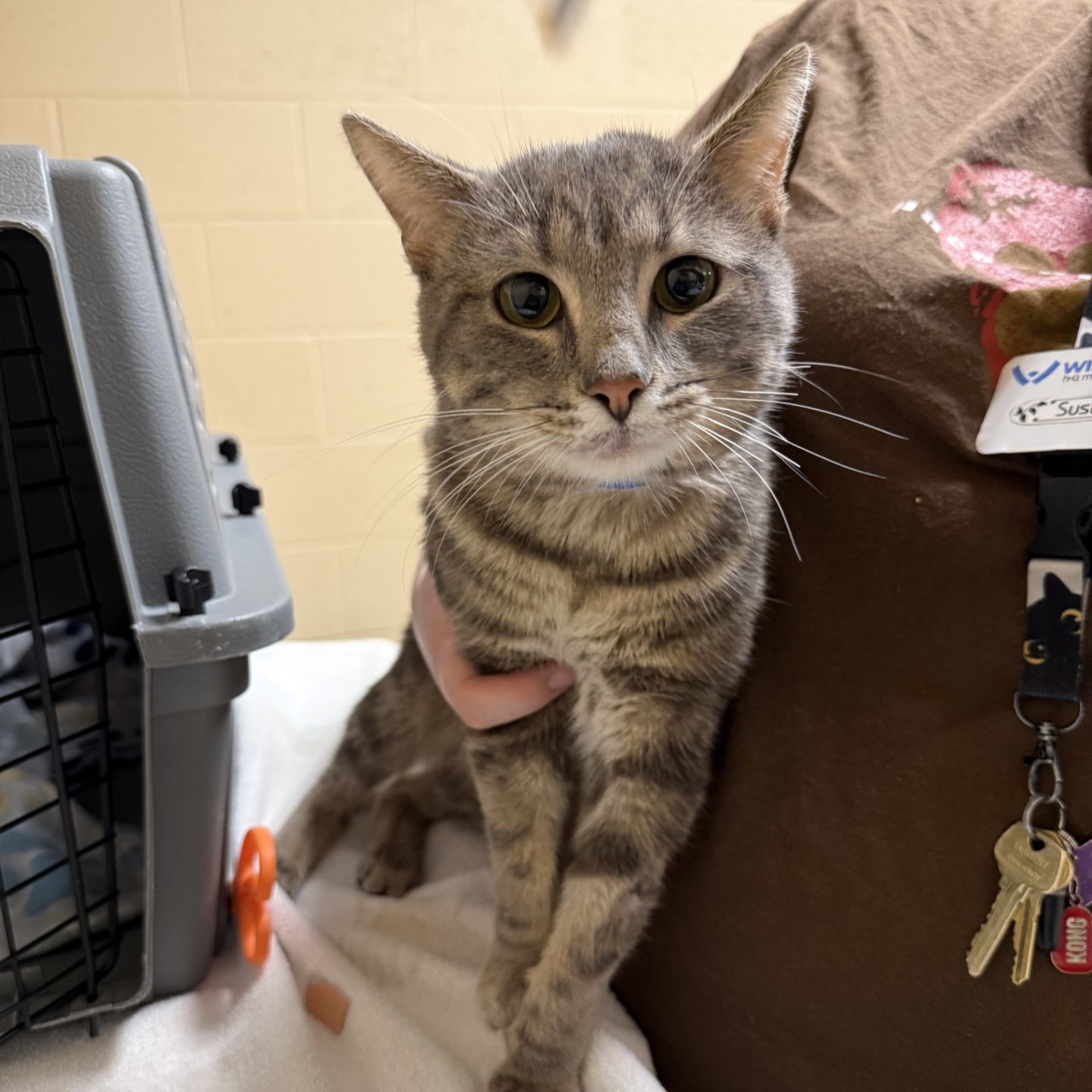 "Yodel"- Adoption Hold!