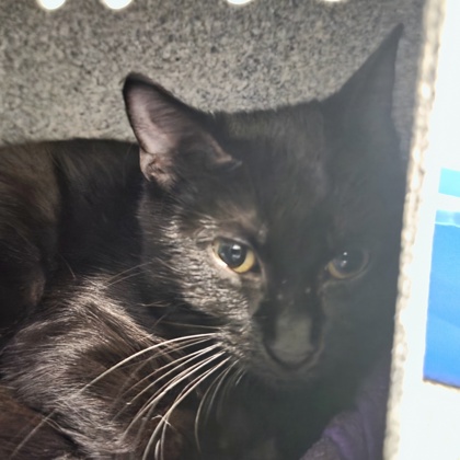 Bagheera