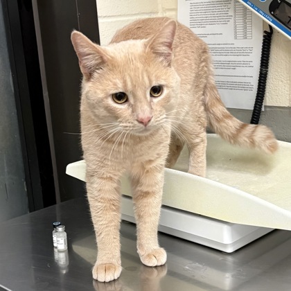 "Jambo" - Adoption Hold!