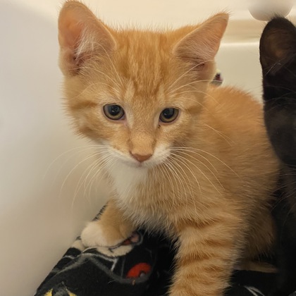 Andy - Adoption Hold!