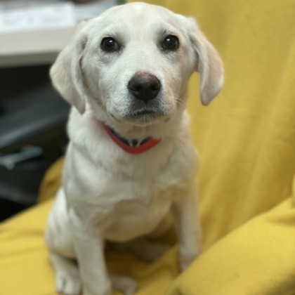 Daenerys - Available Wed. March 19 @ 11am