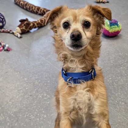 Rollie - Benchwarmer & Required Couple!