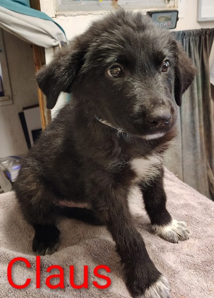 Claus