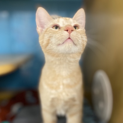 Peanut