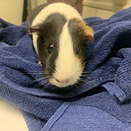 Arrow - Required Couple!