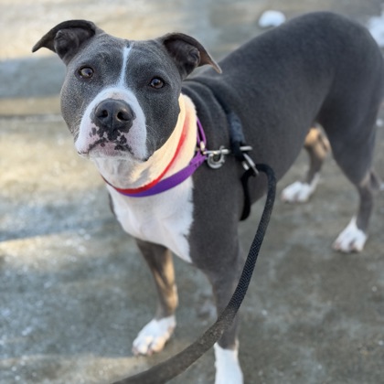 Ziggy - Staff & Volunteer Pick, Benchwarmer!