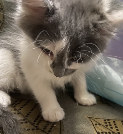Stewie