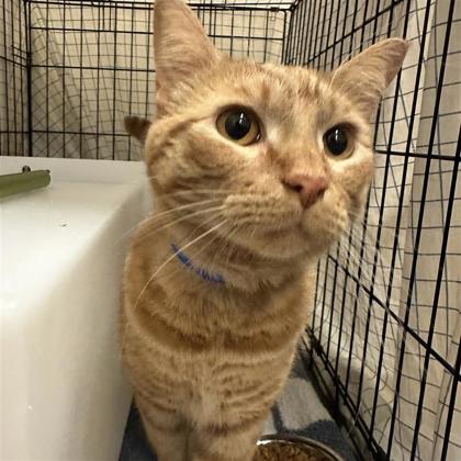 Garfield