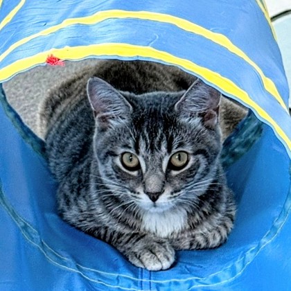 Cleo