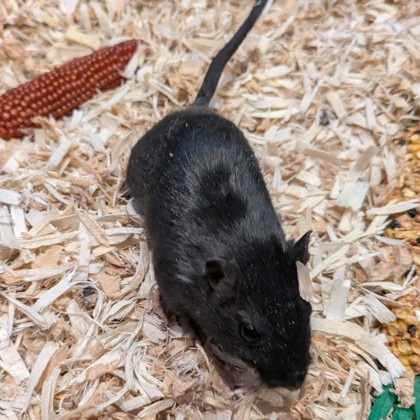 Nova - Required Pair!