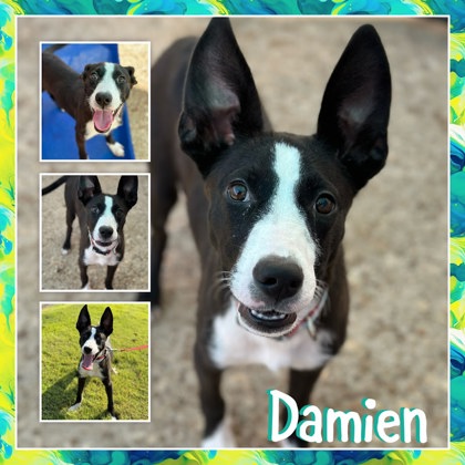 Damien