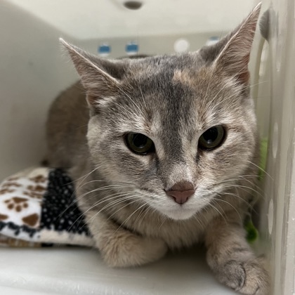 "Coco Lola" - Adoption Hold!
