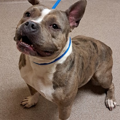"Lottie" - Adoption Hold!
